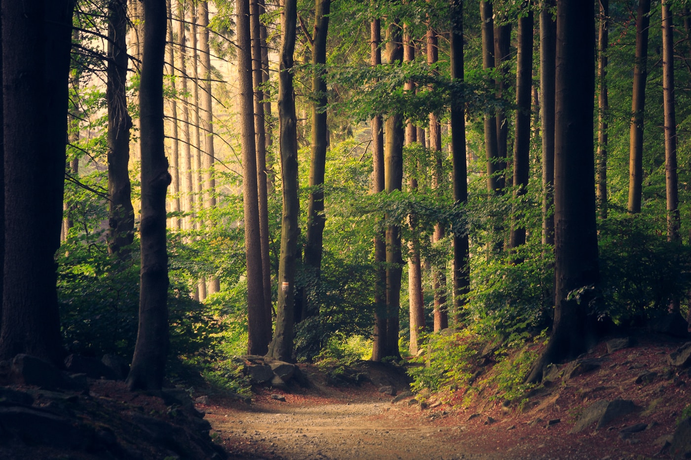 Sunlit forest trail reminiscent of camp hikes